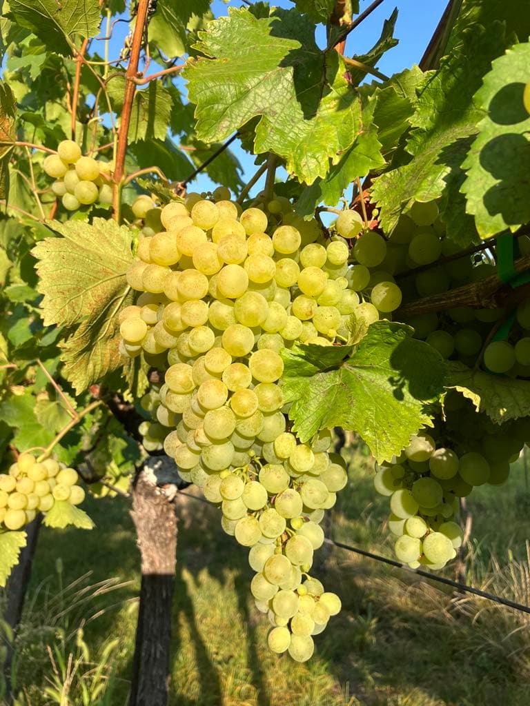Vinica Strenk Winery v tokajskej oblasti